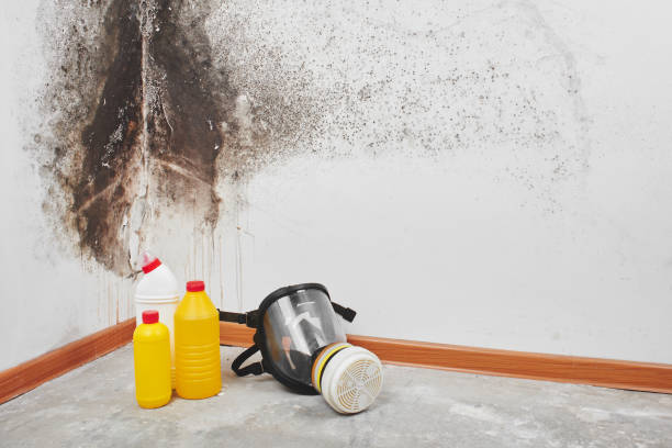 Mold Remediation for Vacation Homes in Cliffside Park, NJ